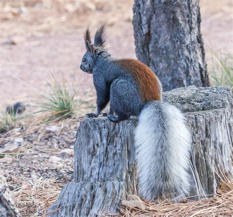 Coloration in a Kaibab Squirrel | Both Kaibab and Abert squi… | Flickr