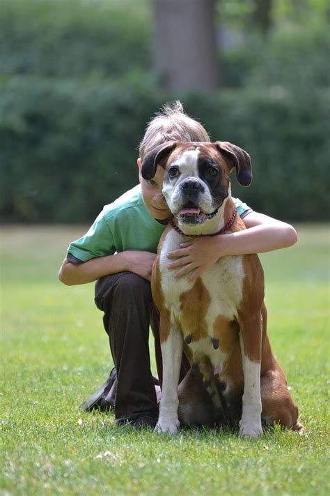 What Are Common Boxer Dog Health Issues?