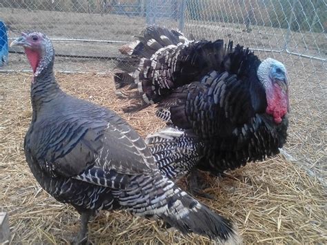 Bronze Turkeys Bronze Turkey, Peafowl, Raising Chickens, Farm Life, Ducks, Homesteading, Birds ...