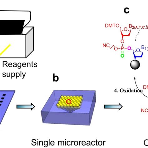 (PDF) An oligonucleotide synthesizer based on a microreactor chip and ...