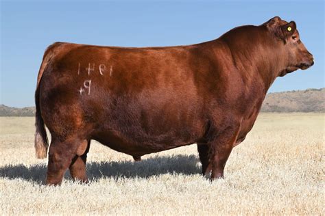 Duff Red Wood 1941 - Pure Beef Genetics