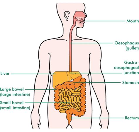 The oesophagus - Understanding - Macmillan Cancer Support