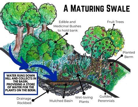 Permaculture Berms And Swales - permaculture design