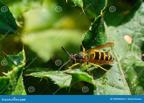 Eastern Yellowjacket (Vespula Maculifrons) Stock Image - Image of outdoor, closeup: 259040455