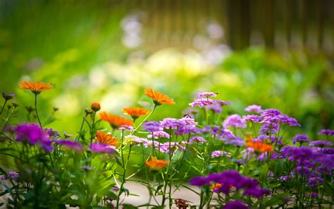 Wallpaper Macro photography of flowers in the garden 2560x1600 HD Picture, Image