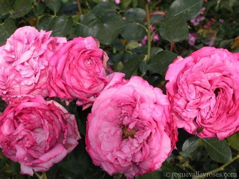 Yves Piaget – Rogue Valley Roses