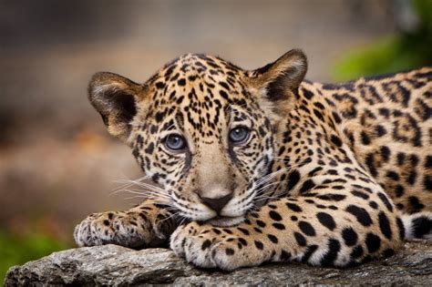 Baby Jaguar - | Jaguar animal, Baby animals, Cute animals