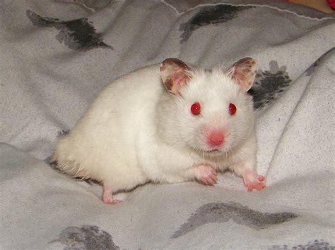 John | Rescue hamster, John | Hannah Gilbert | Flickr