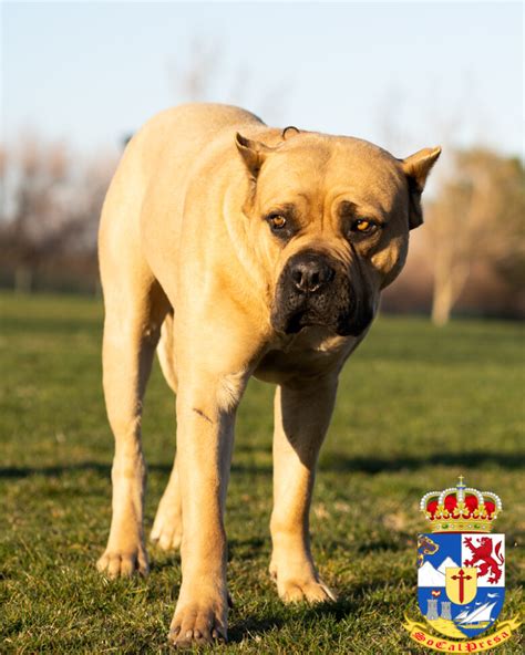 Taz – Fawn Perro de Presa Canario – SoCalPresa – Presa Canario Breeder