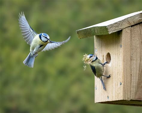 Birds Building Nests - Bird photo contest | Photocrowd photo competitions & community site