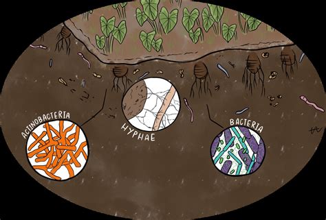 Soil microbes: A little big help - Hawaiʻi Soil Health