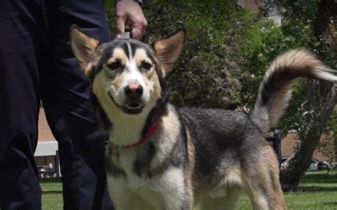 Bexar County Medical Examiner’s Office welcomes support K9 'Eugene' - KTSA