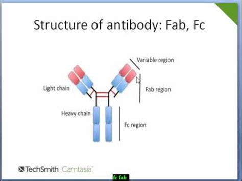 Antibody Structure Fab Fc Top Sellers | smarys.org