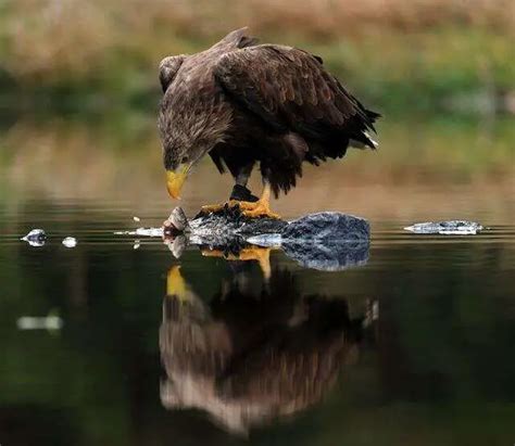 Are Eagles Carnivores? Unraveling Their Meat-Eating Ways!