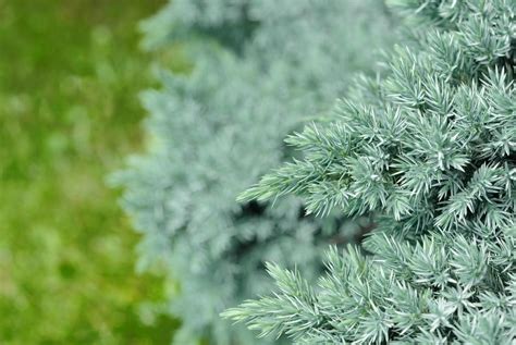 Evergreen Juniper Shrubs | Bower & Branch