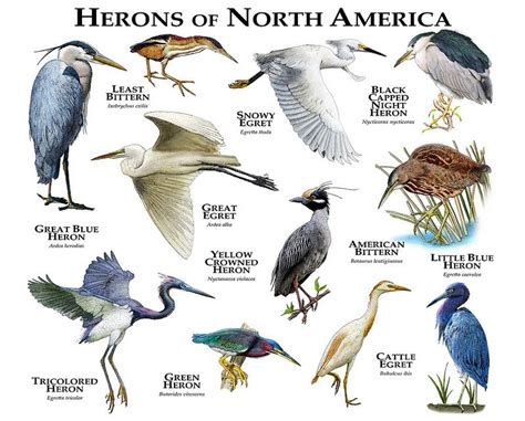 herons | Backyard birds watching, Wild birds, Backyard birds