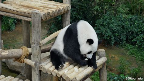Zoo Negara Malaysia, Selangor – A place to meet the Giant Panda in Malaysia | 360Tour.Asia