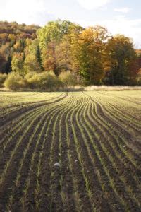 Fall Cover Crops: How to Plan, Establish and Incorporate | High Mowing ...