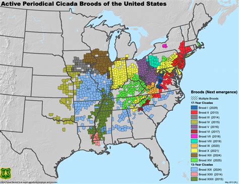 Cicada Brood X map 2021: When and where billions of the bugs will ...