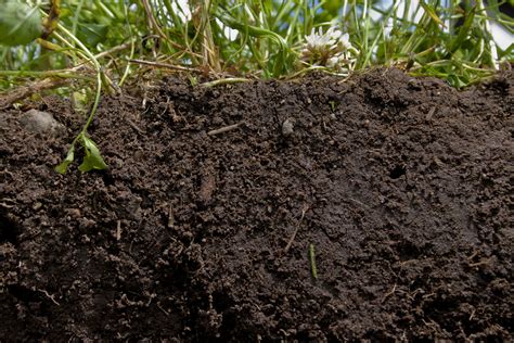 What Is Soil Organic Matter? | DeepRoot Blog