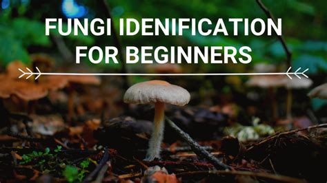 Fungi Identification for Beginners | SHADOW