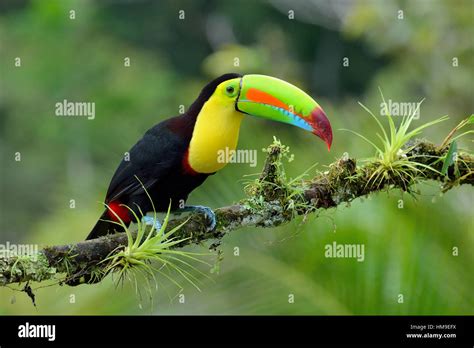 Keel- Billed Toucan in Costa Rica tropical Rain forest Stock Photo, Royalty Free Image ...