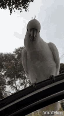 Starletthecockatoo Dancing GIF - Starletthecockatoo Dancing Birbal ...