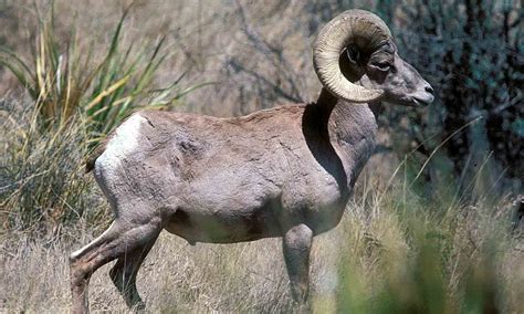 Desert Bighorn Sheep — Texas Parks & Wildlife Department