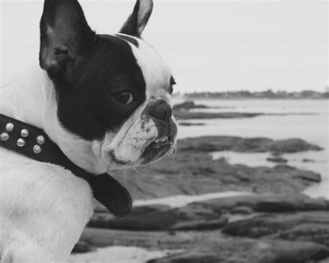 Free Images : sea, black and white, cute, canine, pet, vertebrate, adorable, french bulldog, dog ...
