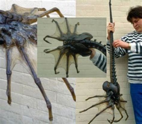 Giant Sea Spider Found Off The Coast Of Maine!