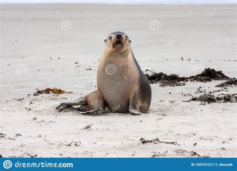 Fur Seal, Arctocephalus Forsteri, Stretches on, Flinders Chase National ...