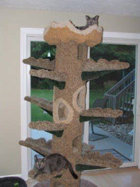 Cat Condos For Large Cats - Foter