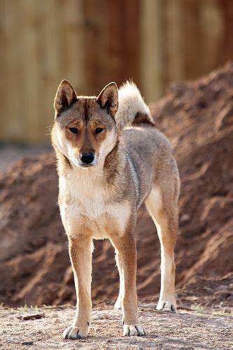 Shikoku Dog (Shikoku Ken) Info, Temperament, Puppies, Pictures