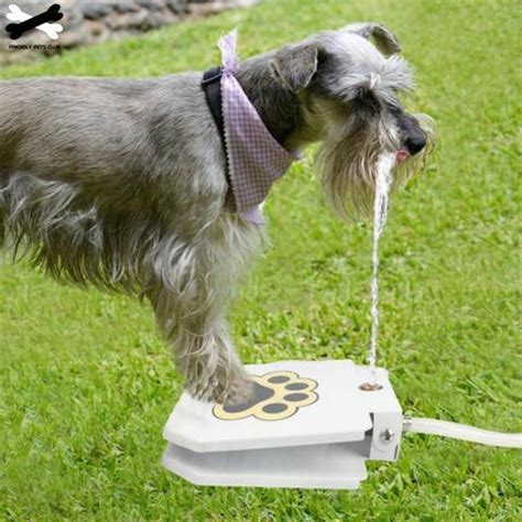 Automatic Water Fountain For Dogs - Online Low Prices - Molooco Shop