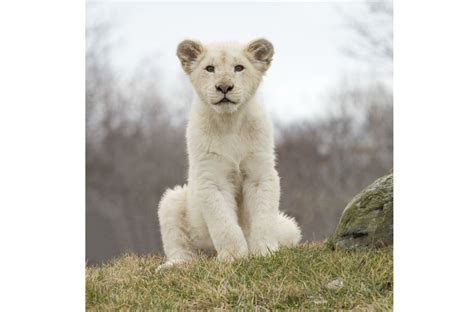 12 baby zoo animals that'll make you go awwww - Today's Parent