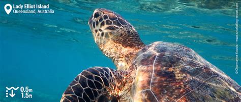 Snorkeling in Lady Elliot Island | Snorkeling the Great Barrier Reef