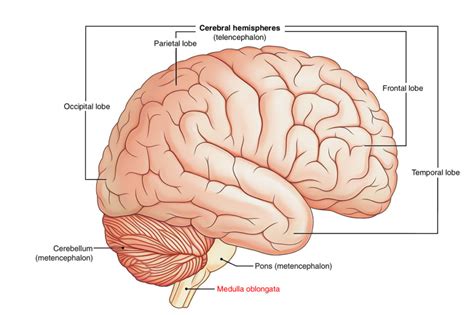 Medulla Oblongata – Earth's Lab