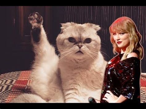 Taylor Swift's Cats - Funny Moments (2011 - 2018) - YouTube | Taylor swift cat, Cat lovers, Cat day