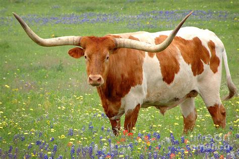 TEXAS TUESDAY...BEVO