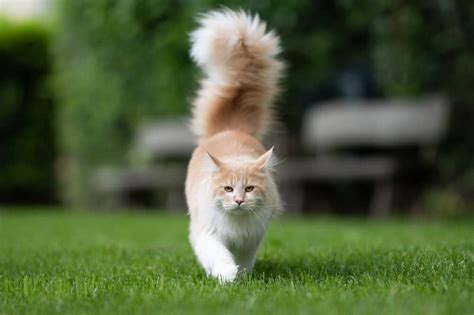 10 cat breeds with bushy tails