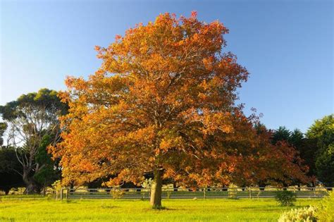 Oak Tree - Autumn by Caniluna | Oak tree, Tree, Oak