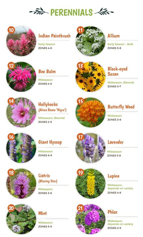 Top 30 Plants That Attract Pollinators