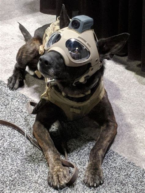 Tactical dog helmets. The future is now. | Dog helmet, Dog armor, Military dogs