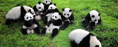 Wolong Panda Reserve - Conservation And Natural Beauty In China