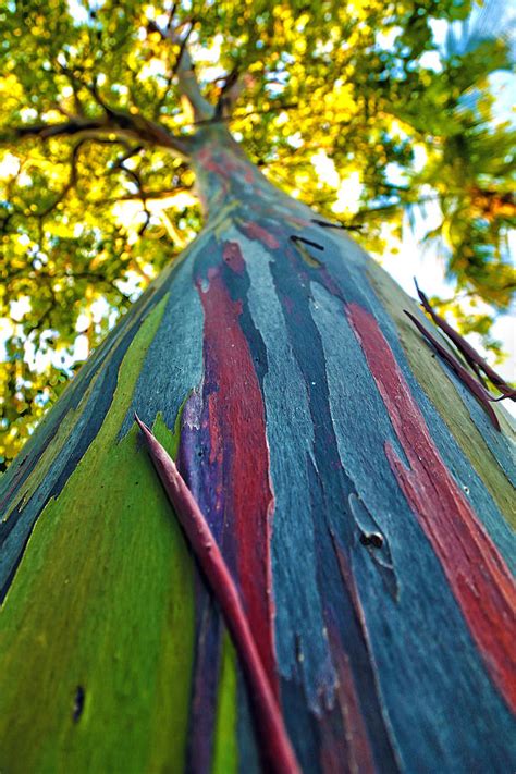 Rainbow Eucalyptus Tree Wallpaper