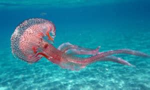 12 Things Jellyfish Like to Eat Most (Diet, Care & Feeding Tips)