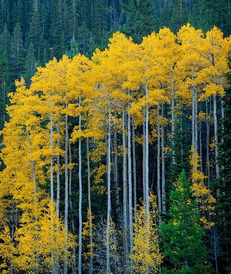 Tall Aspen by Kevin Parks on 500px | Aspen trees photography, Autumn ...