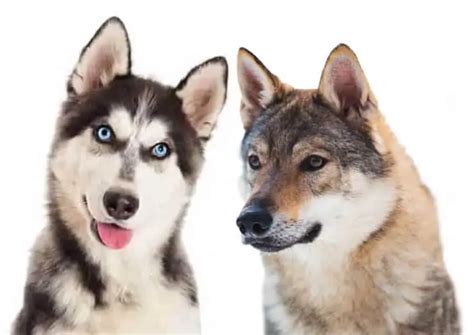 Husky Wolf Mix - When Semi-Wild Animal Becomes A Beloved Pet