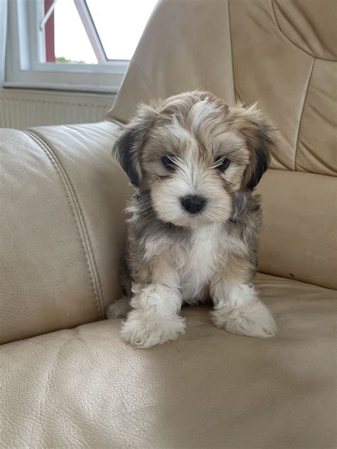 Are Havanese Dogs Child Friendly