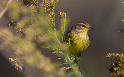 Palm Warbler | Audubon Field Guide